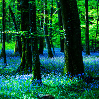 Buy canvas prints of Bluebell Wood by Maggie McCall