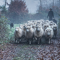 Buy canvas prints of Moving Sheep by Maggie McCall