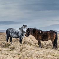 Buy canvas prints of Dartmoor Ponies by Maggie McCall
