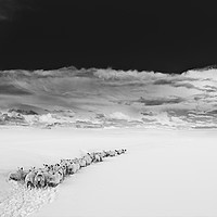 Buy canvas prints of Sheep in snow Northumberland by Maggie McCall