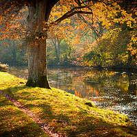 Buy canvas prints of Autumnal Tamar River Walk by Maggie McCall