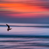 Buy canvas prints of A Seagull in Flight at Widemouth Beach Bude by Maggie McCall