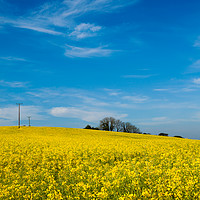 Buy canvas prints of Yellow Oilseed Rape with vivd blue sky by Maggie McCall
