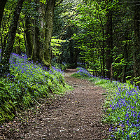 Buy canvas prints of A Walk in the Bluebell woods by Maggie McCall
