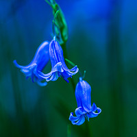 Buy canvas prints of Bluebell Close-up by Maggie McCall
