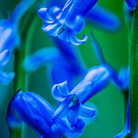 Buy canvas prints of Bluebell Close-up 2 by Maggie McCall