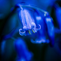 Buy canvas prints of Bluebell close-up 3 by Maggie McCall