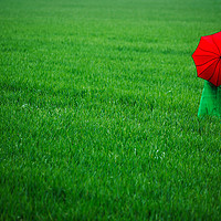 Buy canvas prints of Red Umbrella in Green Field. by Maggie McCall