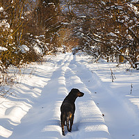 Buy canvas prints of Huntaway Dog walking on snow by Maggie McCall