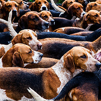 Buy canvas prints of A Pack of fox Hounds. by Maggie McCall