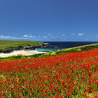 Buy canvas prints of Poppies at West Pentire, Cornwall. by Maggie McCall
