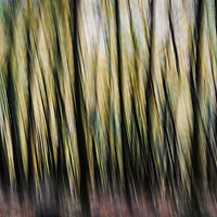 Buy canvas prints of Autumn Trees Abstract by Maggie McCall