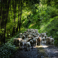 Buy canvas prints of Moving Sheep Along the Tamar Valley, by Maggie McCall