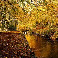 Buy canvas prints of Tavistock Canal In  Autumn by Maggie McCall
