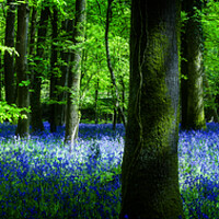 Buy canvas prints of Bluebell by Maggie McCall