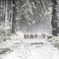 Buy canvas prints of Moving Sheep Along a snowy Tamar Valley, by Maggie McCall
