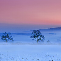 Buy canvas prints of Misty trees along the B3362 Nr Tavistock by Maggie McCall