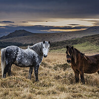 Buy canvas prints of Dartmoor Ponies, Devon, UK. by Maggie McCall