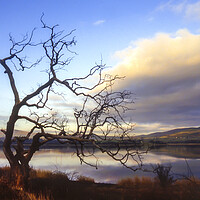 Buy canvas prints of Old Tree Lake Bassenthwaite, Cumbria, UK by Maggie McCall