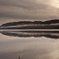 Buy canvas prints of COLD MISTY MORNING(Ducks on the loch) by raymond mcbride