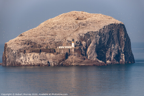 The Bass Rock  Picture Board by Robert Murray