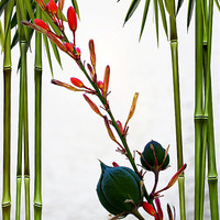 Buy canvas prints of Flower Buds with Bamboo by Isabel Antonelli