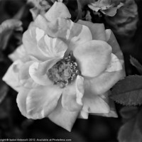 Buy canvas prints of Garden Camellia Flower by Isabel Antonelli