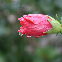 Buy canvas prints of Raindrops on Roses by Isabel Antonelli