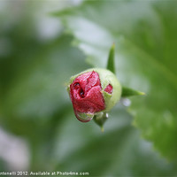 Buy canvas prints of Fresh Red Budding Rose by Isabel Antonelli