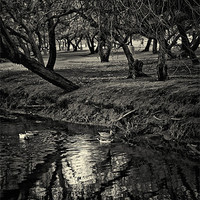 Buy canvas prints of Tree and Stream by Isabel Antonelli