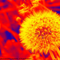 Buy canvas prints of Abstract Dandelion Seed by Tracy McDermott