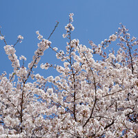 Buy canvas prints of Cherry blossom, Tokyo, Japan by J Lloyd