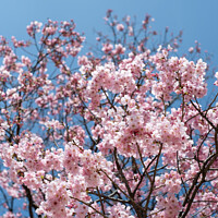 Buy canvas prints of Cherry blossom in Tokyo, Japan by J Lloyd