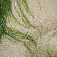 Buy canvas prints of Strands of seaweed on the sand by J Lloyd