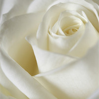 Buy canvas prints of Dreamy White Rose by J Lloyd