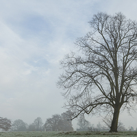 Buy canvas prints of Freezing Fog in Admirals Park by J Lloyd