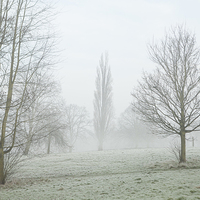 Buy canvas prints of Freezing Fog in Admirals Park by J Lloyd