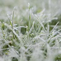 Buy canvas prints of Frosty Grass by J Lloyd