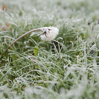 Buy canvas prints of Frosty dandelion in lawn by J Lloyd