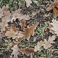 Buy canvas prints of Frosty Oak Leaves by J Lloyd