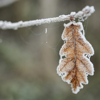 Buy canvas prints of Frosted Leaf in Isolation by J Lloyd