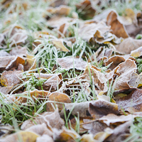 Buy canvas prints of Fallen frosty leaves by J Lloyd