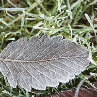 Buy canvas prints of Fallen frosty leaf by J Lloyd