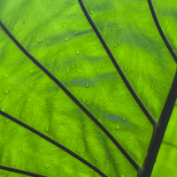 Buy canvas prints of Wet green leaf by J Lloyd