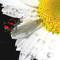 Buy canvas prints of flowers and the bug by elvira ladocki