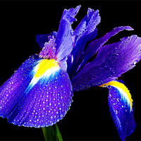 Buy canvas prints of blue iris by elvira ladocki