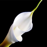 Buy canvas prints of white flower by elvira ladocki