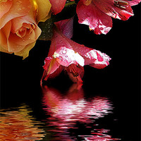 Buy canvas prints of flowers with the reflections by elvira ladocki