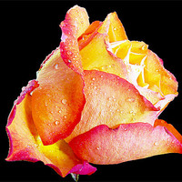 Buy canvas prints of beautiful rose by elvira ladocki