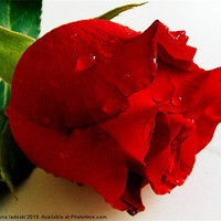Buy canvas prints of red rose by elvira ladocki